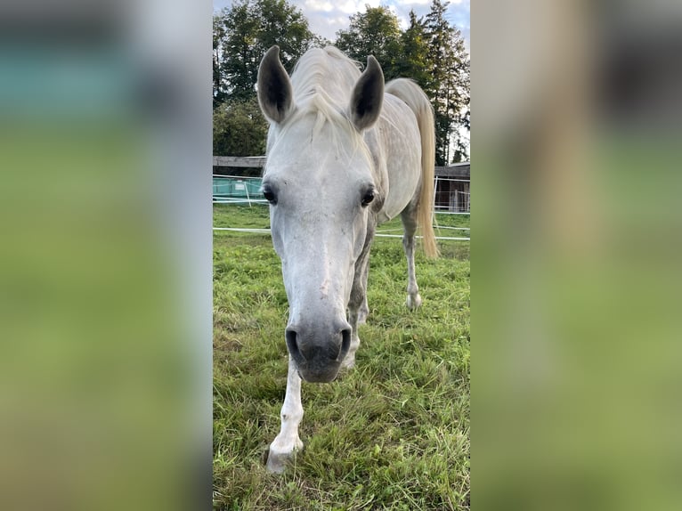 Vollblutaraber Stute 6 Jahre 148 cm Schimmel in Freiburg im BreisgauFReiburg