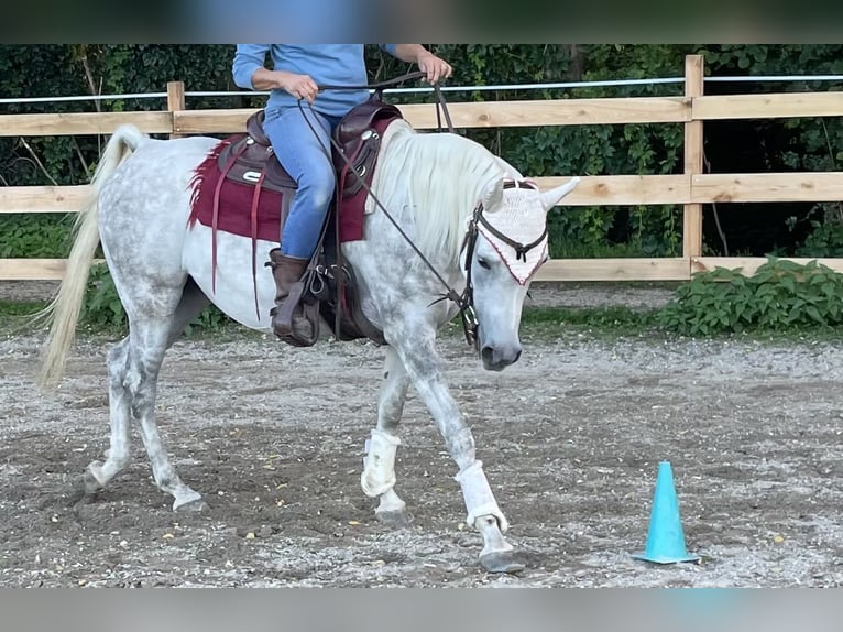 Vollblutaraber Stute 6 Jahre 148 cm Schimmel in Freiburg im BreisgauFReiburg