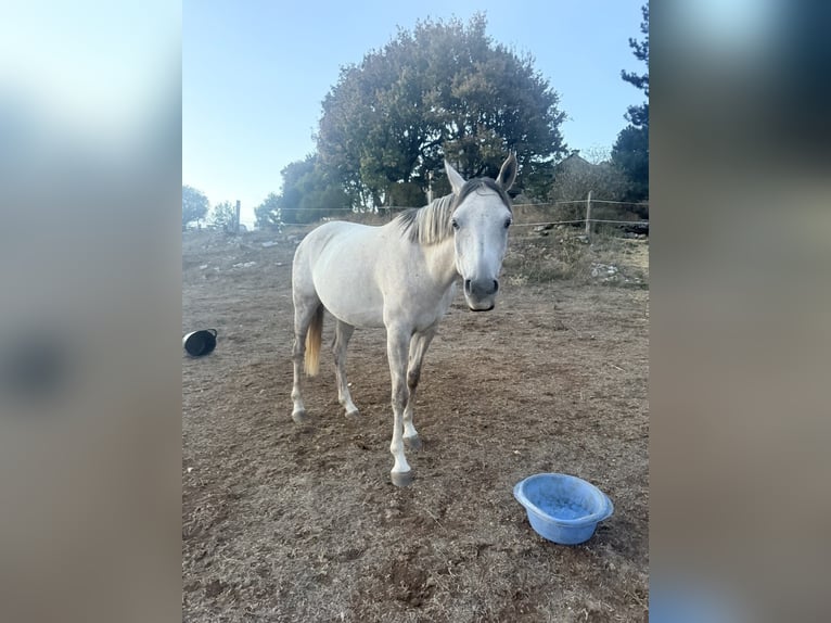 Vollblutaraber Stute 6 Jahre 148 cm Schimmel in Laval-du-Tarn