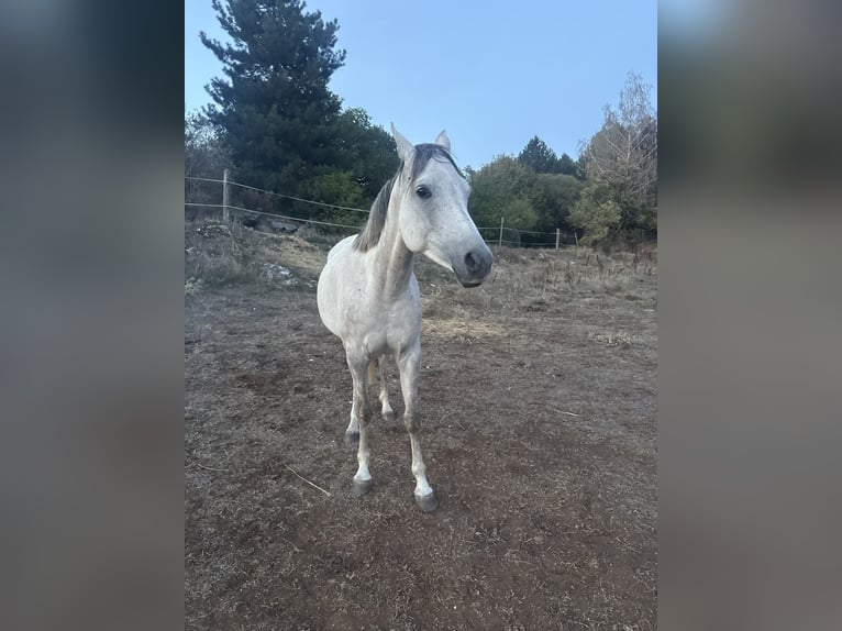 Vollblutaraber Stute 6 Jahre 148 cm Schimmel in Laval-du-Tarn