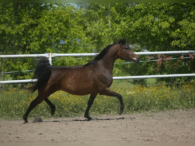 Vollblutaraber Stute 6 Jahre 150 cm Dunkelbrauner in Lodz