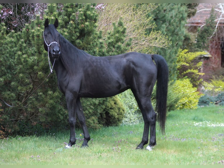 Vollblutaraber Stute 6 Jahre 150 cm Rappe in Santok