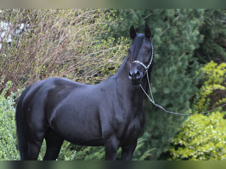 Vollblutaraber Stute 6 Jahre 150 cm Rappe in Santok