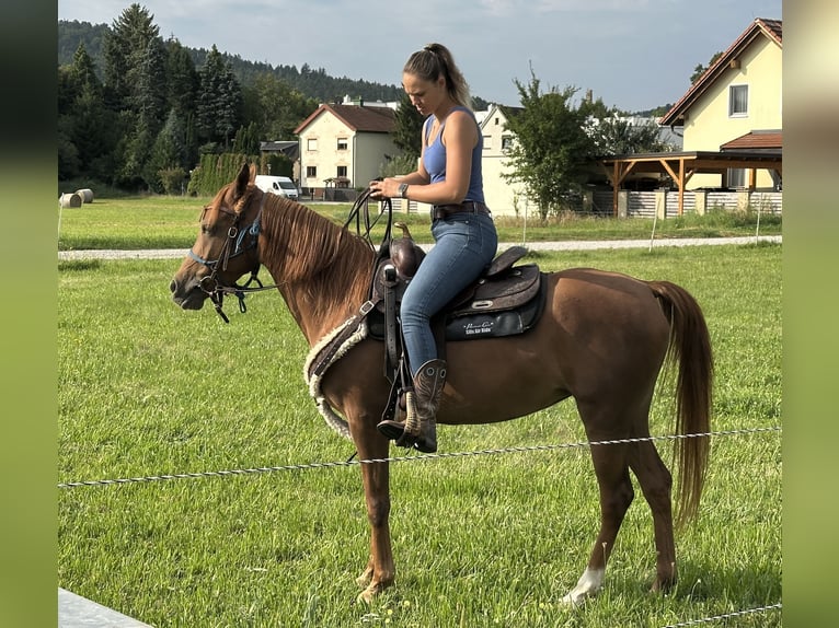 Vollblutaraber Stute 6 Jahre 151 cm Fuchs in Bad Erlach