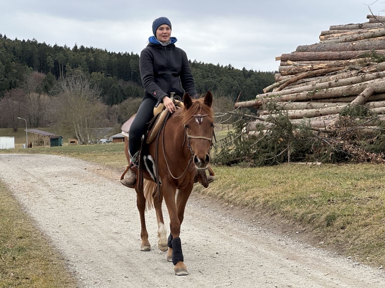 Vollblutaraber Stute 6 Jahre 151 cm Fuchs in Bad Erlach