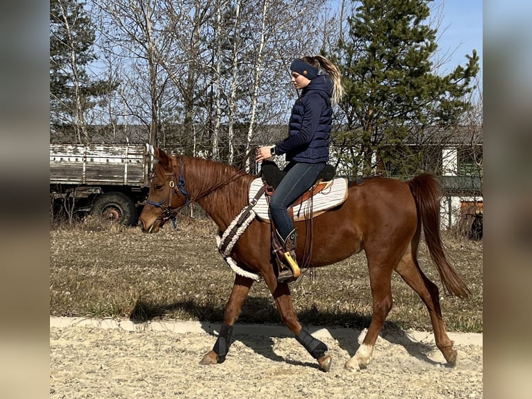 Vollblutaraber Stute 6 Jahre 151 cm Fuchs in Bad Erlach