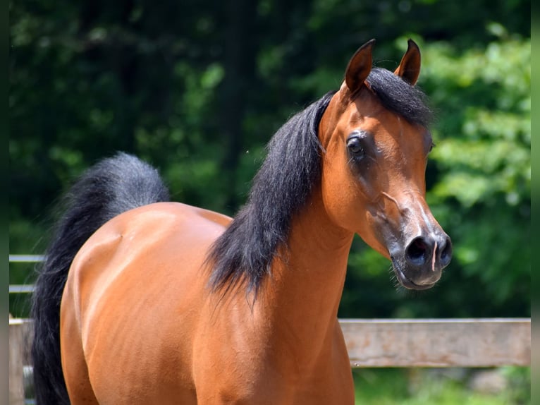 Vollblutaraber Stute 6 Jahre 152 cm Rotbrauner in Sewickley