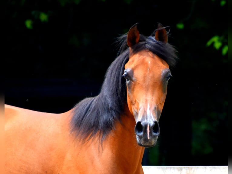 Vollblutaraber Stute 6 Jahre 152 cm Rotbrauner in Sewickley