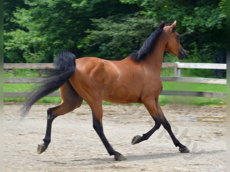 Vollblutaraber Stute 6 Jahre 152 cm Rotbrauner in Sewickley