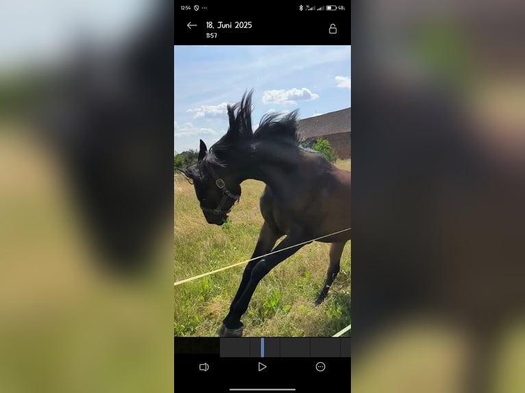 Vollblutaraber Stute 6 Jahre 153 cm Dunkelbrauner in Jüterbog