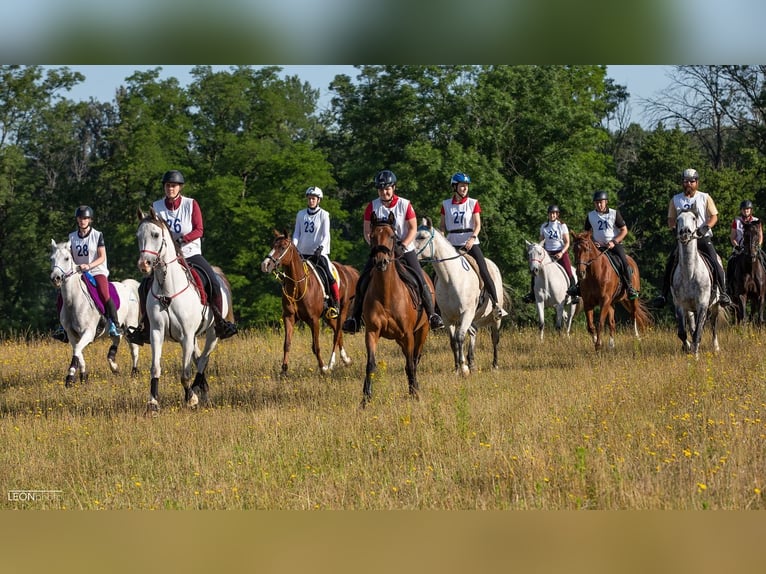 Vollblutaraber Stute 6 Jahre 153 cm Fuchs in Pysko&#x10D;ely