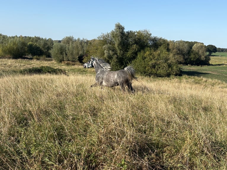 Vollblutaraber Stute 6 Jahre 154 cm Apfelschimmel in Hohenkirchen / OT Manderow