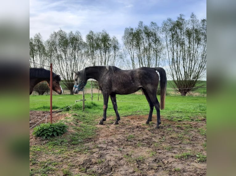 Vollblutaraber Stute 6 Jahre 154 cm Apfelschimmel in Hohenkirchen / OT Manderow