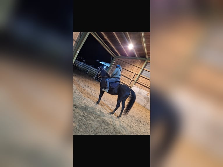 Vollblutaraber Stute 6 Jahre 154 cm Rappe in Mengen