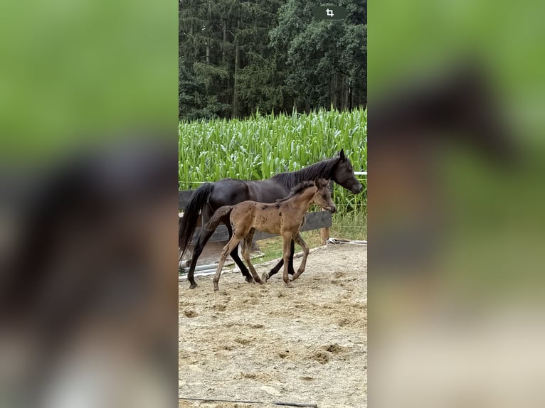 Vollblutaraber Stute 6 Jahre 154 cm Rappe in Mengen