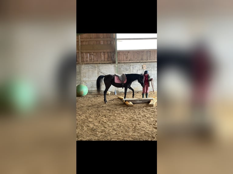 Vollblutaraber Stute 6 Jahre 154 cm Rappe in Mengen