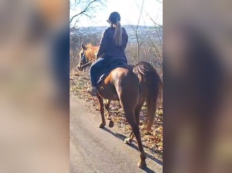 Vollblutaraber Stute 6 Jahre 155 cm Fuchs in Lautertal