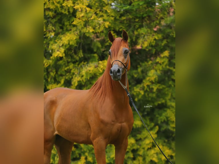 Vollblutaraber Stute 6 Jahre 155 cm Fuchs in Leutershausen
