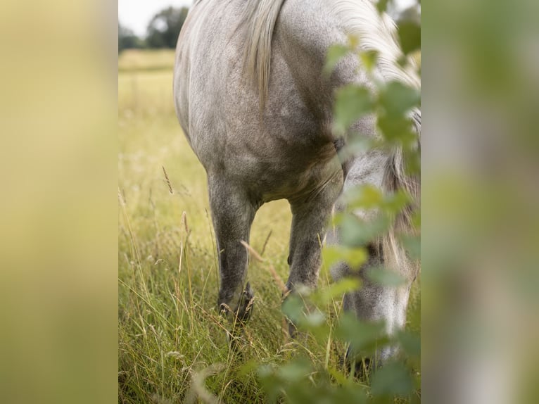 Vollblutaraber Stute 6 Jahre 155 cm Schimmel in Niederrhein