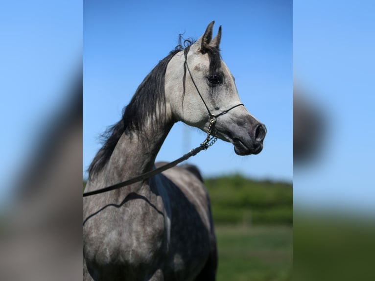 Vollblutaraber Stute 6 Jahre 155 cm Schimmel in Stryków
