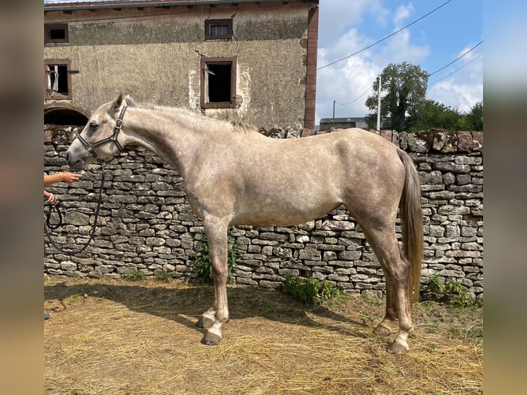 Vollblutaraber Stute 6 Jahre 160 cm Schimmel in Xertigny