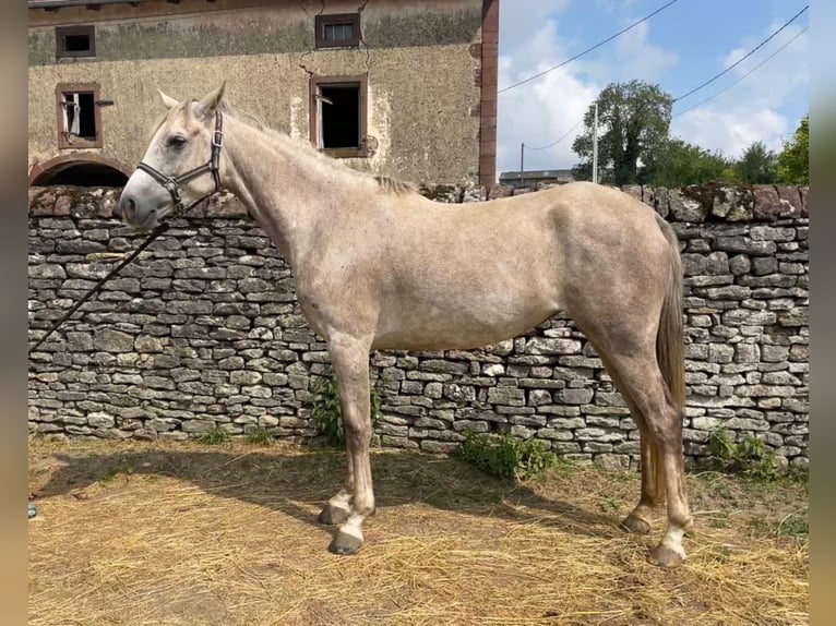 Vollblutaraber Stute 6 Jahre 160 cm Schimmel in Xertigny