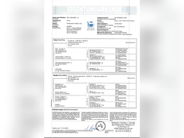 Vollblutaraber Stute 6 Jahre Schimmel in Nellingen