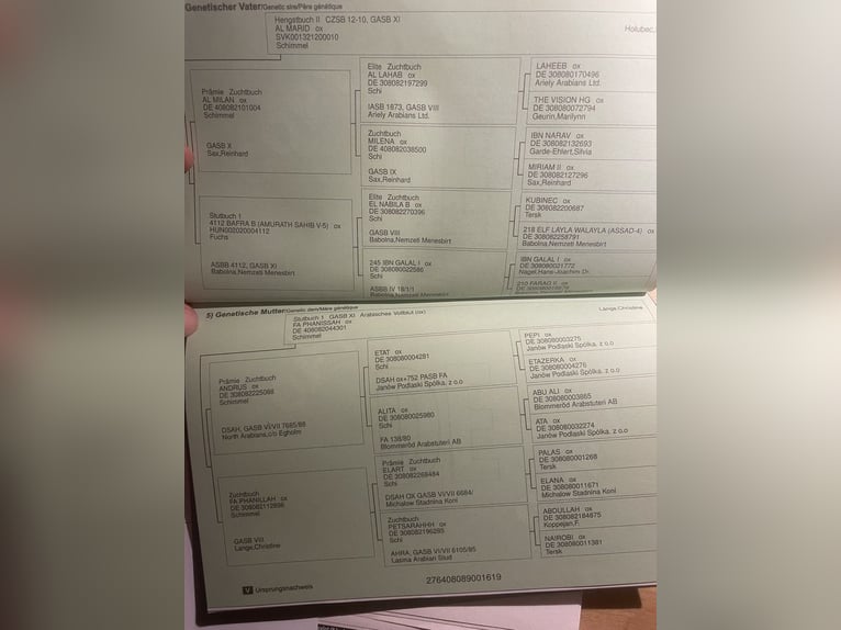 Vollblutaraber Stute 7 Jahre 147 cm Schimmel in Ehrenkirchen