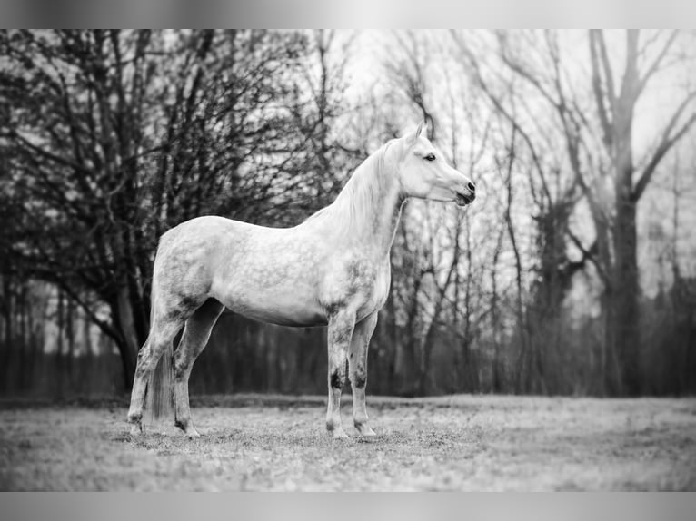 Vollblutaraber Stute 7 Jahre 147 cm Schimmel in Ehrenkirchen