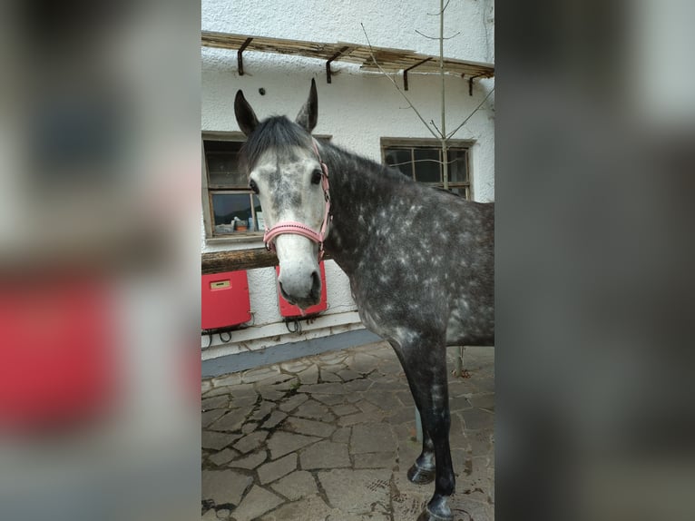 Vollblutaraber Mix Stute 7 Jahre 150 cm Apfelschimmel in Uffing am Staffelsee