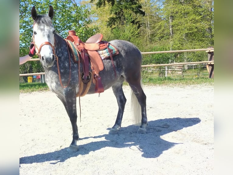 Vollblutaraber Mix Stute 7 Jahre 150 cm Apfelschimmel in Uffing am Staffelsee