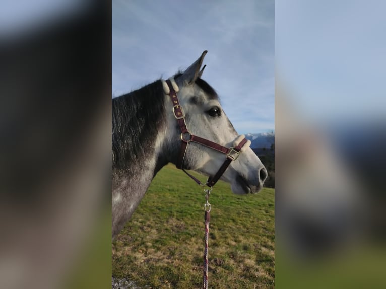 Vollblutaraber Mix Stute 7 Jahre 150 cm Apfelschimmel in Uffing am Staffelsee