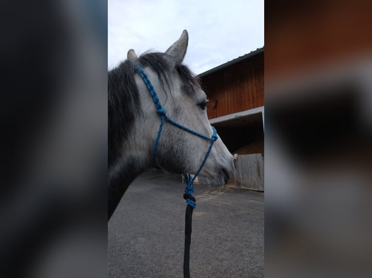 Vollblutaraber Mix Stute 7 Jahre 150 cm Apfelschimmel in Uffing am Staffelsee