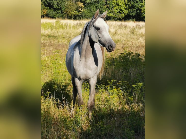 Vollblutaraber Stute 7 Jahre 150 cm Schimmel in Langenhagen