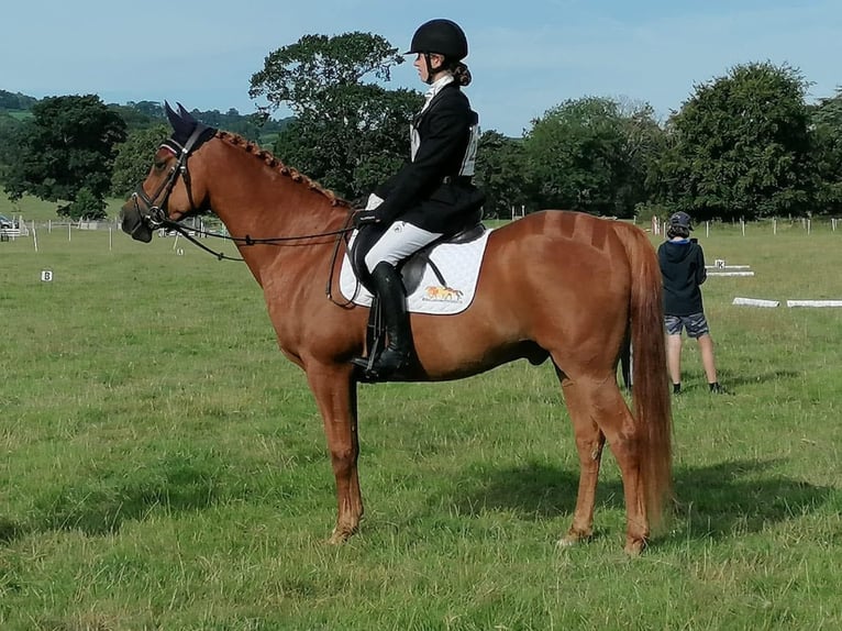 Vollblutaraber Stute 7 Jahre 152 cm Dunkelfuchs in Belfast