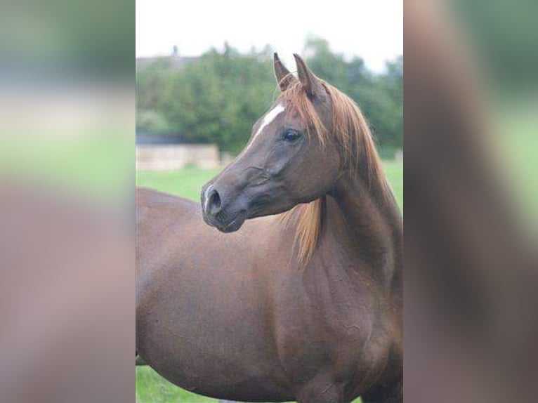 Vollblutaraber Stute 7 Jahre 152 cm Rappe in Hochborn