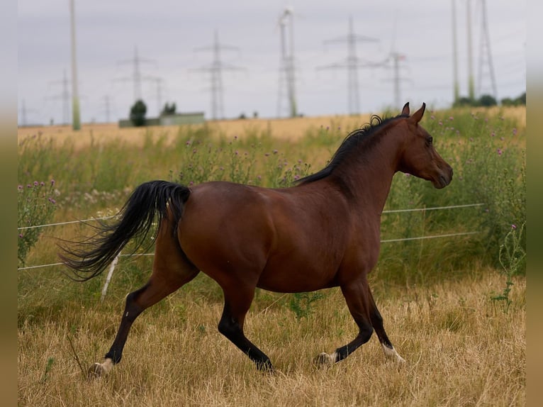 Vollblutaraber Stute 7 Jahre 152 cm Rappe in Hochborn