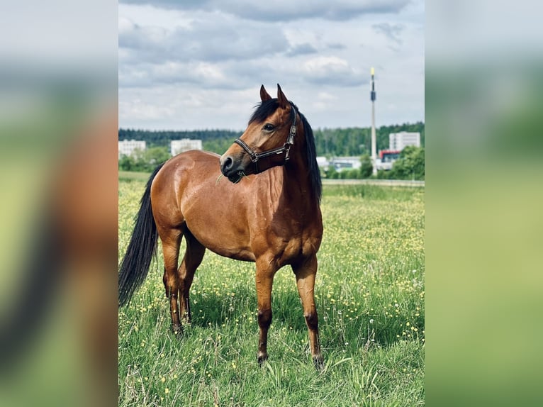 Vollblutaraber Stute 7 Jahre 153 cm Dunkelbrauner in Bönnigheim