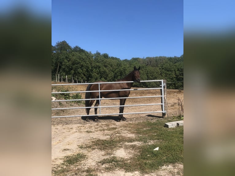 Vollblutaraber Stute 7 Jahre 155 cm Brauner in Allarmont