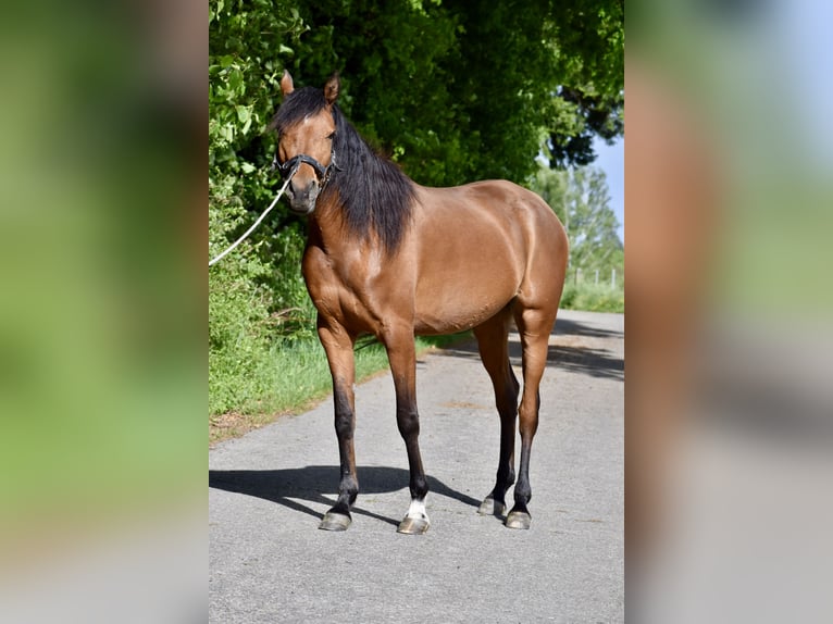 Vollblutaraber Stute 7 Jahre 155 cm Brauner in Jeuss