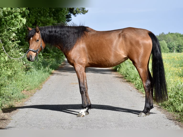 Vollblutaraber Stute 7 Jahre 155 cm Brauner in Jeuss