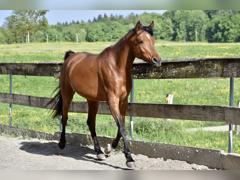 Vollblutaraber Stute 7 Jahre 155 cm Brauner in Jeuss