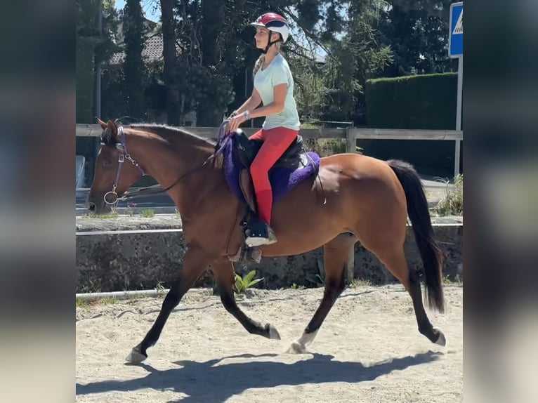 Vollblutaraber Stute 7 Jahre 155 cm Brauner in Penthaz