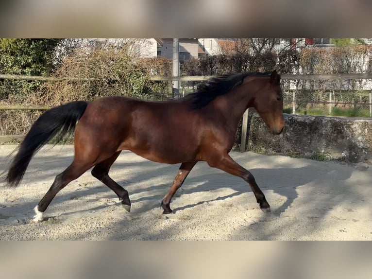Vollblutaraber Stute 7 Jahre 155 cm Brauner in Penthaz