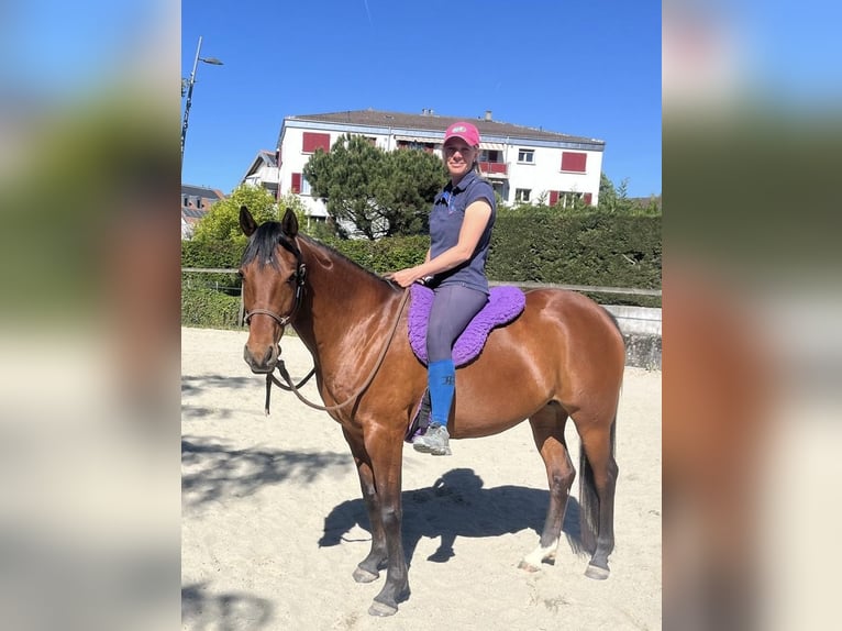 Vollblutaraber Stute 7 Jahre 155 cm Brauner in Penthaz
