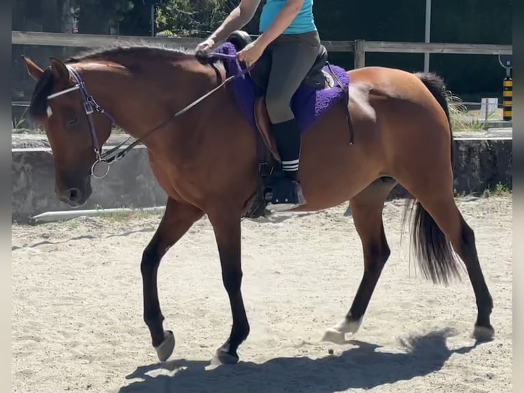 Vollblutaraber Stute 7 Jahre 155 cm Brauner in Penthaz