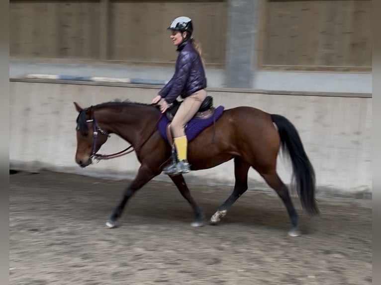 Vollblutaraber Stute 7 Jahre 155 cm Brauner in Penthaz
