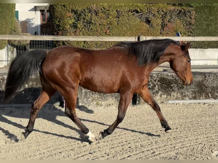 Vollblutaraber Stute 7 Jahre 155 cm Brauner in Penthaz