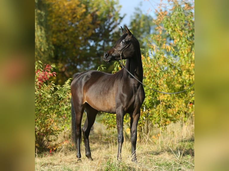 Vollblutaraber Stute 7 Jahre 155 cm Brauner in Lodz