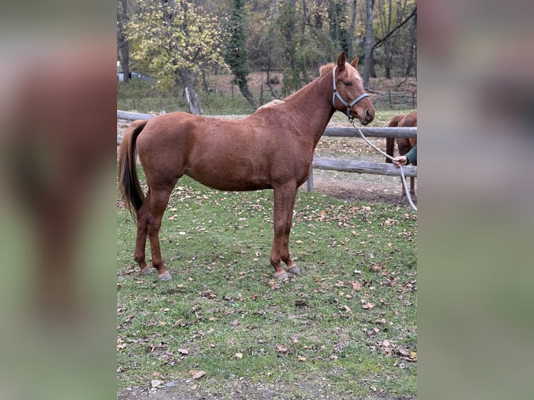 Vollblutaraber Stute 7 Jahre 155 cm Dunkelfuchs in Borinka